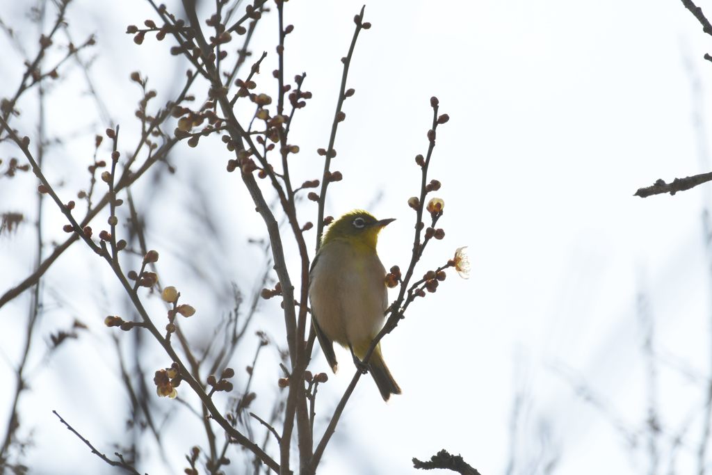 美味しいかな？　DSC_6745