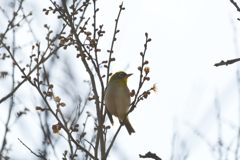 美味しいかな？　DSC_6745