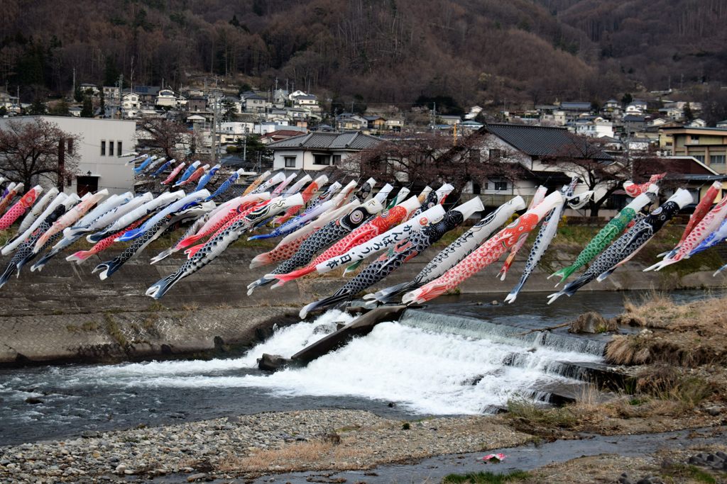 ちょっと早い鯉の滝登り　　DSC_1324
