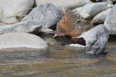 ツグミ飛ぶ　DSC_9371