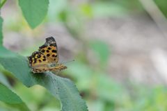 キタテハ　DSC_5642