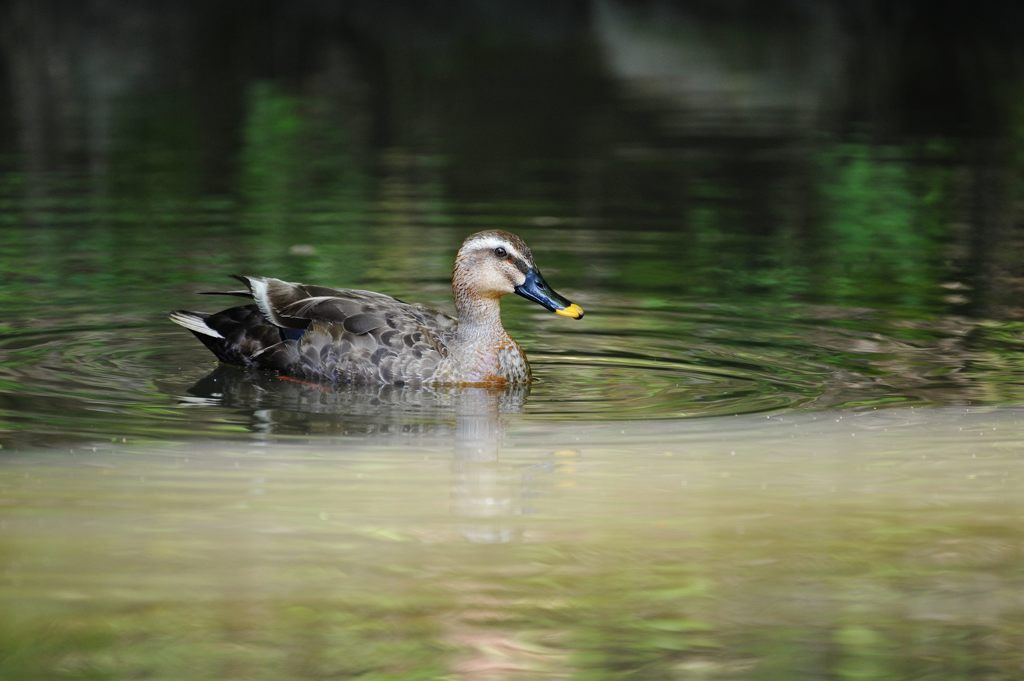 プカプカ　　DSC_4371