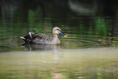 プカプカ　　DSC_4371