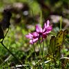 残り花　　DSC_4782