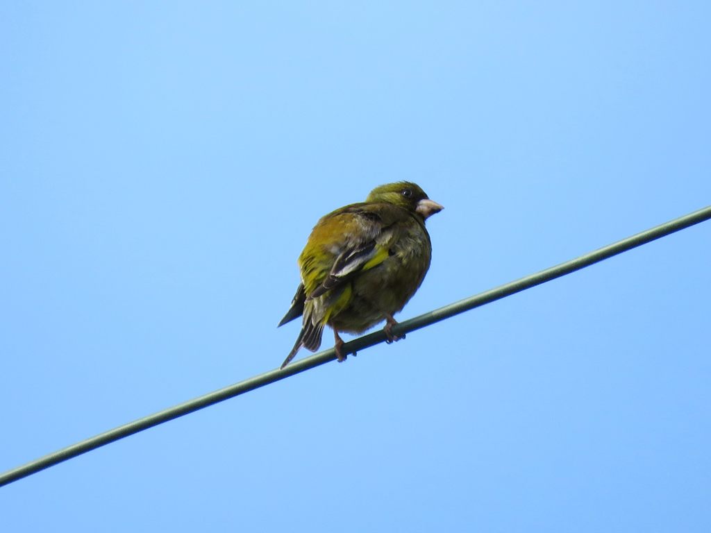 カワラヒワ　　IMG_1381