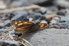 テングチョウ　　DSC_7762