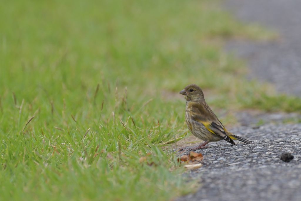 何かいるかな？　DSC_3859