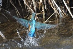 カワセミの水浴び　２　　DSC_5917