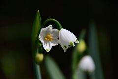 横向きに開花　　DSC_6589