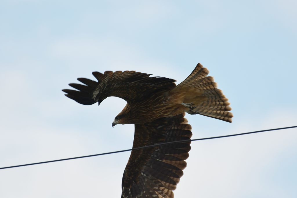 飛び出した！　DSC_1408