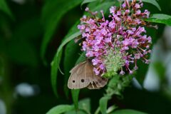 ブッドレアにジャノメチョウ　　　DSC_0265
