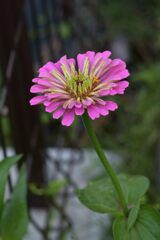 こぼれ種から　DSC_7366
