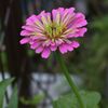 こぼれ種から　DSC_7366