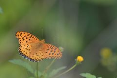 輝く翅　DSC_9671