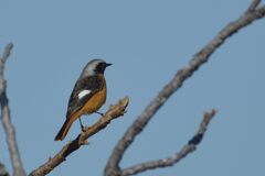 暖かい日に　DSC_6601