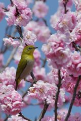 おすましのポーズ　DSC_1696