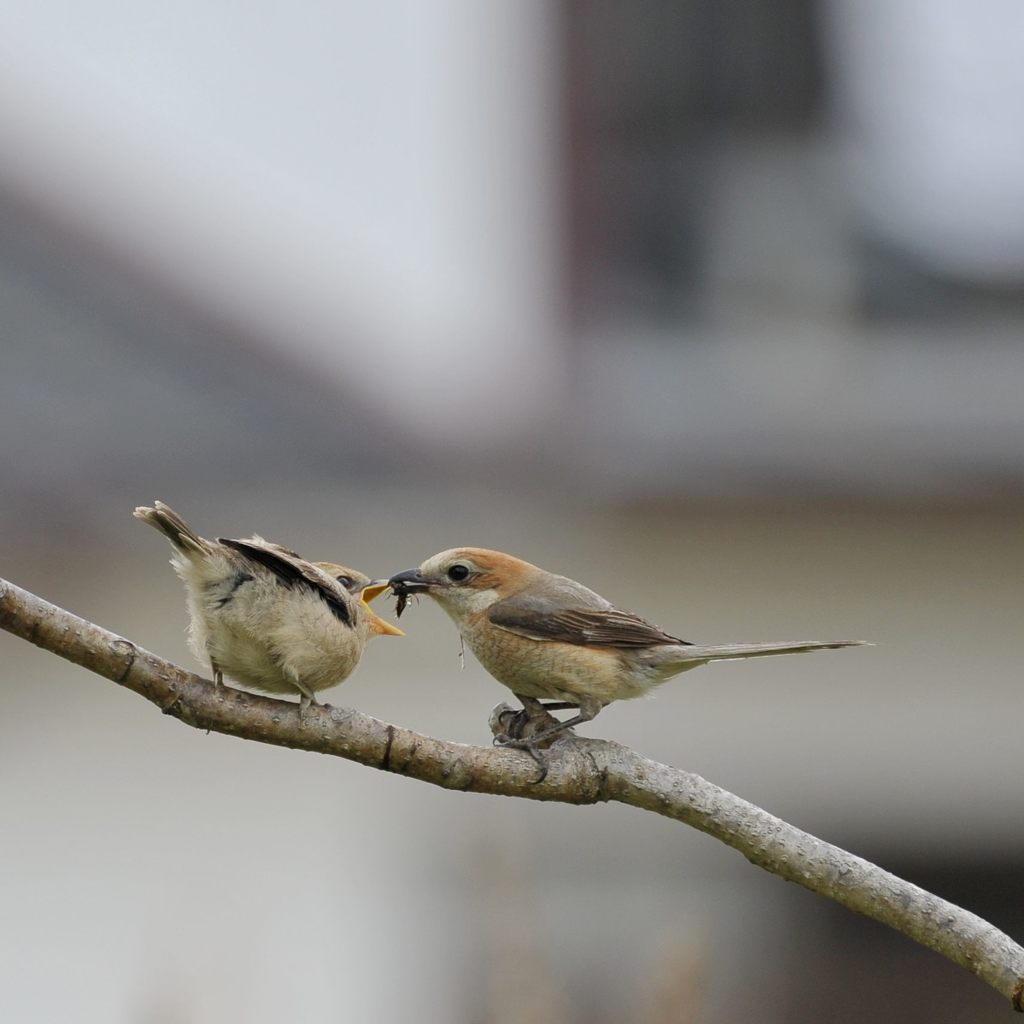 ボクにもちょうーだい！　DSC_3562