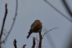 不具合１　　DSC_2718