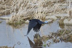 カラス舞い立つ　DSC_6468