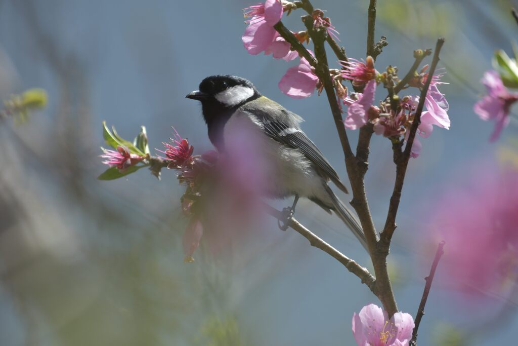 花被り　　DSC_2140