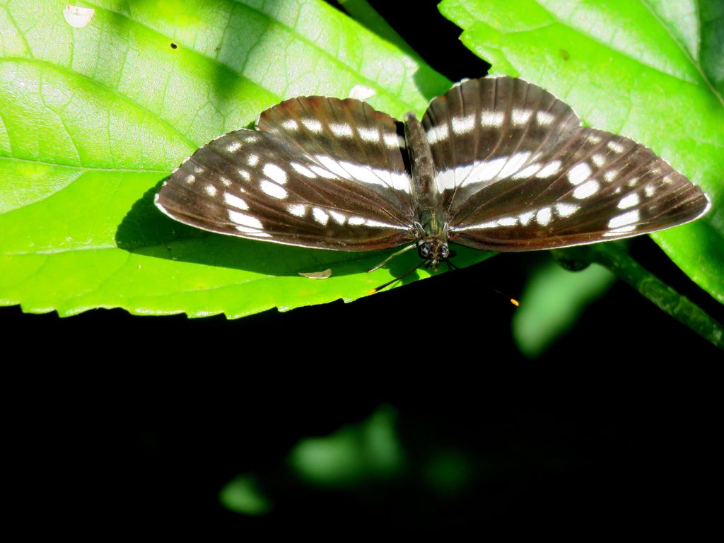 開いてくれてありがとう　IMG_1005