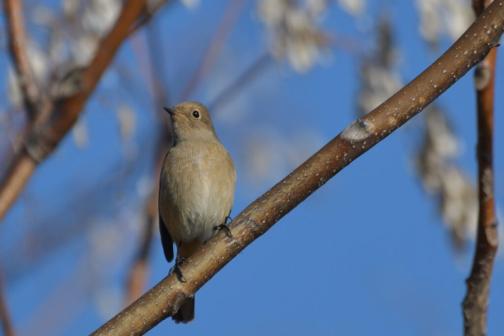 ジョビ子、ご機嫌斜め？　DSC_6207