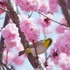 撮っているの？　DSC_1144