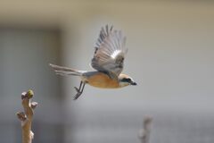 モズの飛び出し　　　DSC_9320