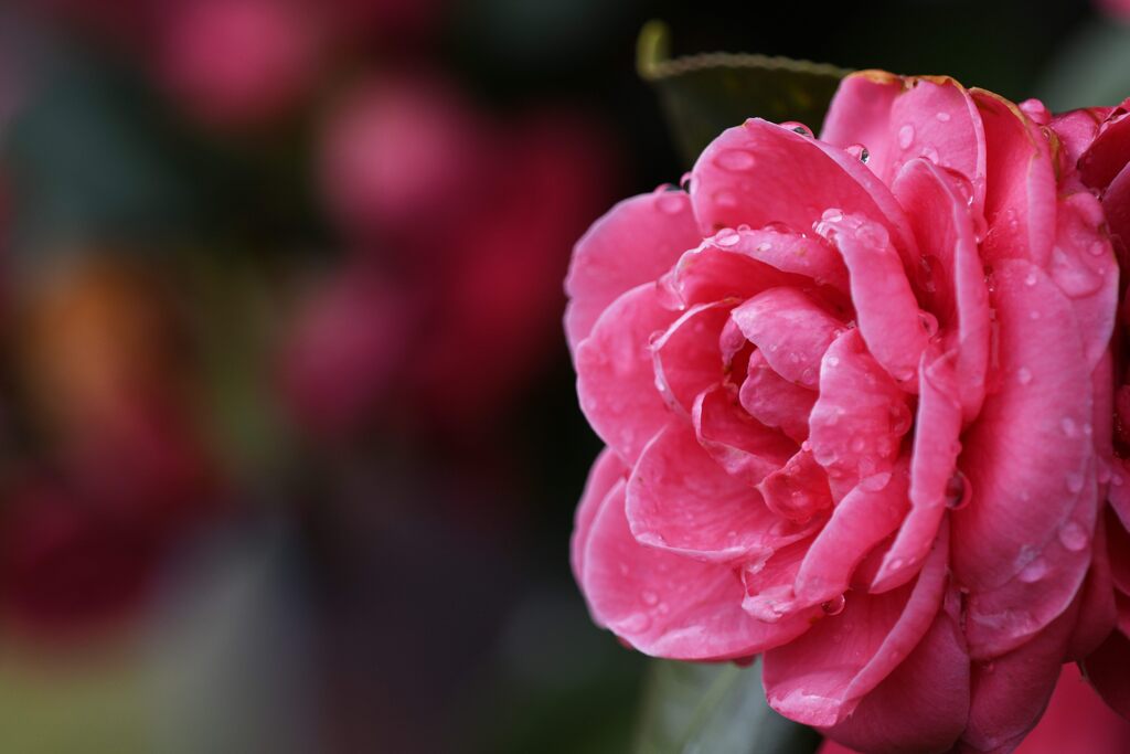 雨に濡れて　　DSC_3968