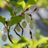 ドウダンツツジ　　DSC_4048