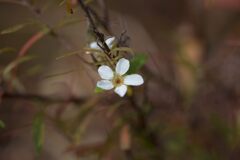 季節外れの開花　DSC_8257