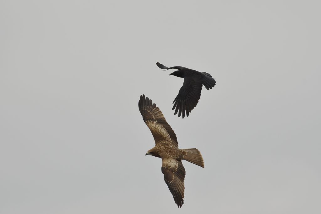 カラスの攻撃　４　DSC_6940