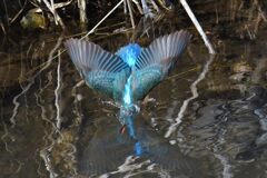 カワセミの水浴び　３　　DSC_5918