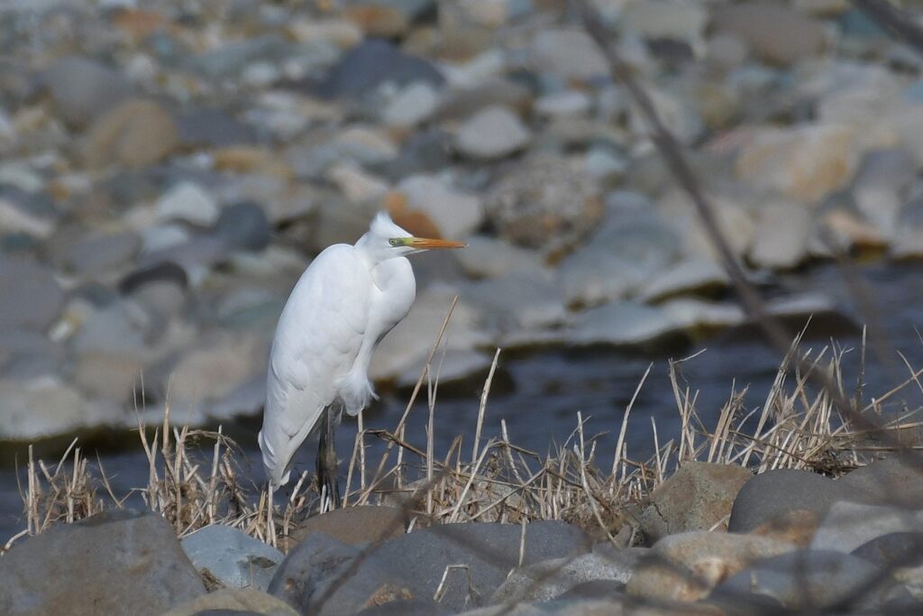 風に吹かれて　DSC_6456
