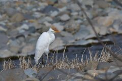 風に吹かれて　DSC_6456