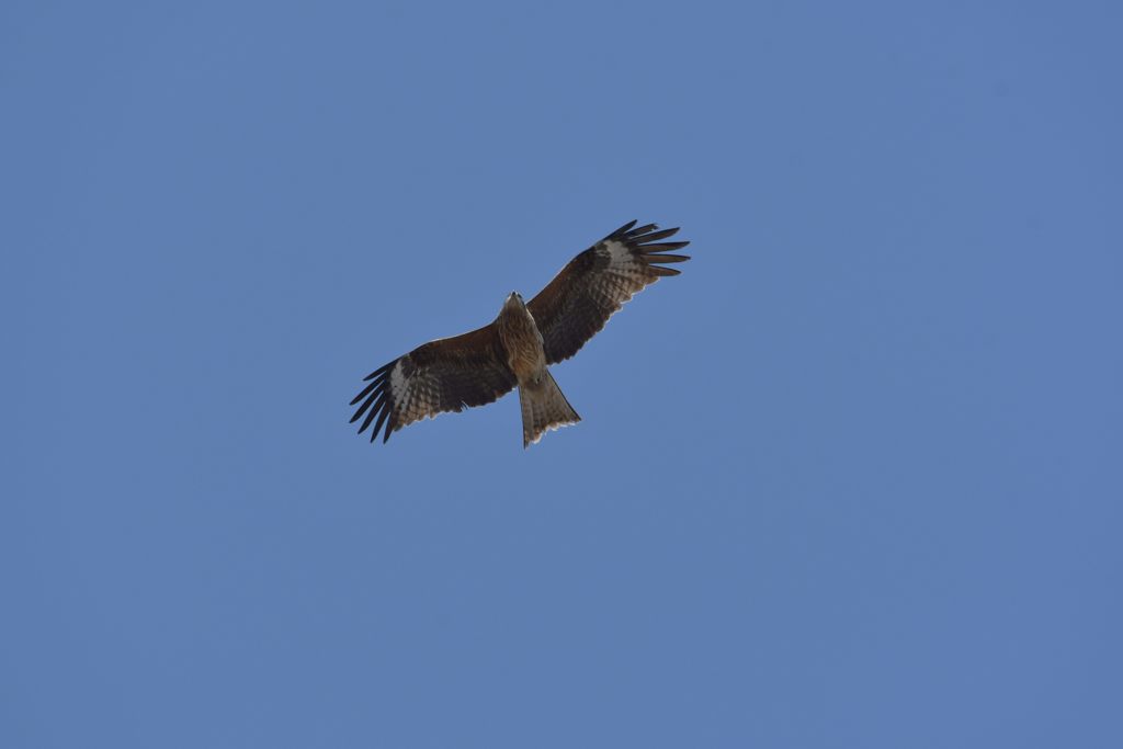 青空に心地よく　DSC_9046