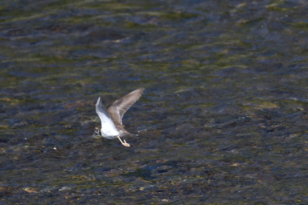 飛ぶ　DSC_3923