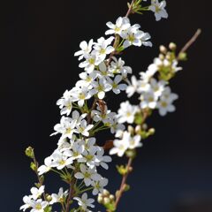 白い花　　DSC_1843