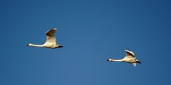 朝の空高く　　DSC_6990