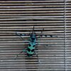 覗く     DSC_4727