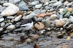 夕飯ゲット！　　　DSC_8977