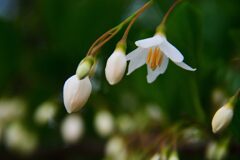エゴノキ開花　　DSC_7104
