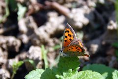 ちょっと休憩・・・　　DSC_4413