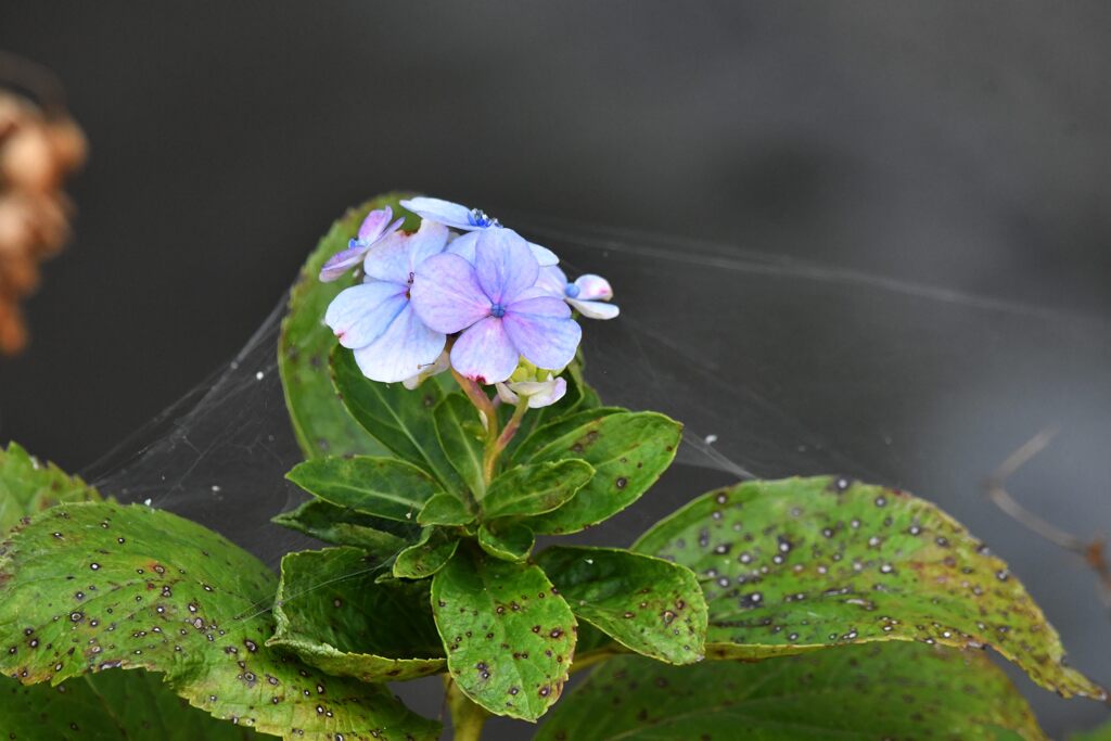 アジサイの残り花　　DSC_3297