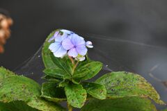 アジサイの残り花　　DSC_3297
