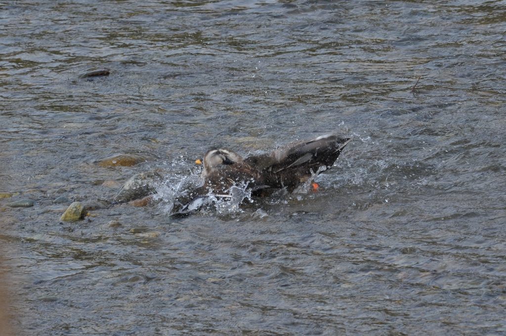 朝からトラブル？　DSC_2262