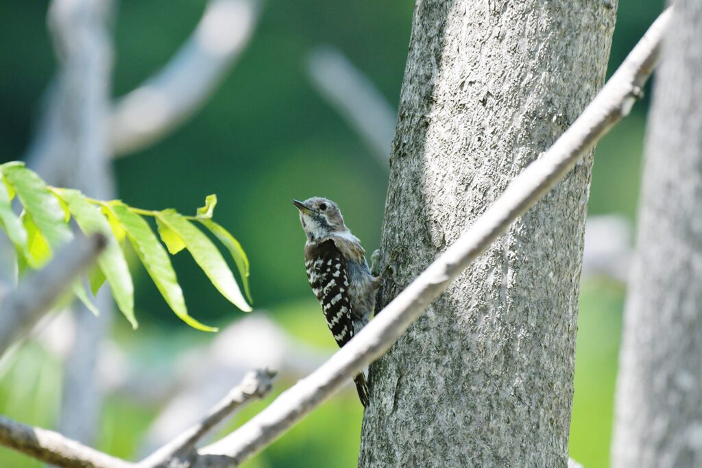 木陰のコゲラ　　DSC_3964