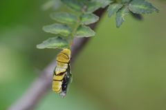ナミアゲハの幼虫　１　DSC_4008