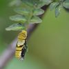 ナミアゲハの幼虫　１　DSC_4008