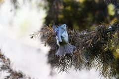 ホバ風　DSC_7105